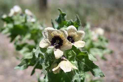 Henbane(Hyoscyamus niger)