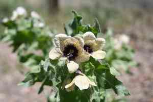 Henbane(Hyoscyamus niger)