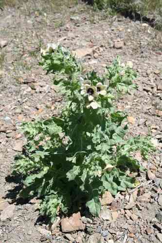 Henbane(Hyoscyamus niger)