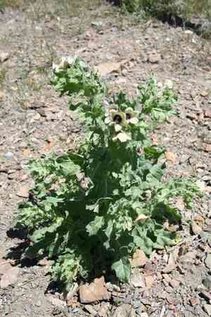 Henbane(Hyoscyamus niger)