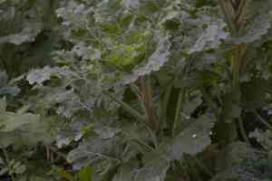 Henbanes (Hyoscyamus)(Hyoscyamus)