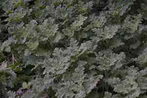 Henbanes (Hyoscyamus)(Hyoscyamus)