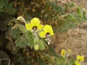 Henbanes (Hyoscyamus)(Hyoscyamus)