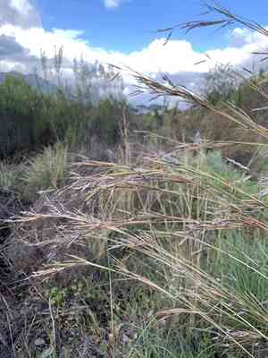 Tambookie grass(Hyparrhenia hirta)