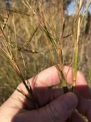 Tambookie grass(Hyparrhenia hirta)