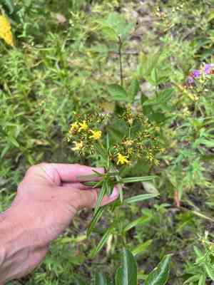 Creeping St. John's wort(Hypericum adpressum)