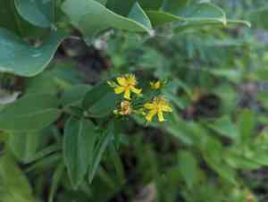 Creeping St. John's wort(Hypericum adpressum)