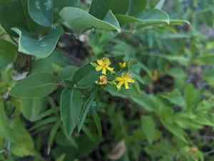 Creeping St. John's wort(Hypericum adpressum)