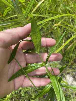 Creeping St. John's wort(Hypericum adpressum)