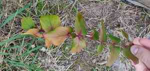 Tutsan(Hypericum androsaemum)