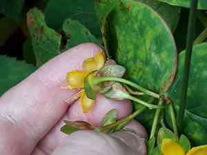 Tutsan(Hypericum androsaemum)