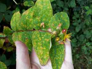 Tutsan(Hypericum androsaemum)