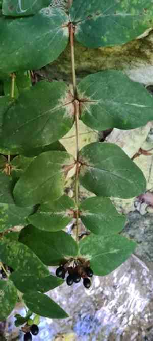 Tutsan(Hypericum androsaemum)