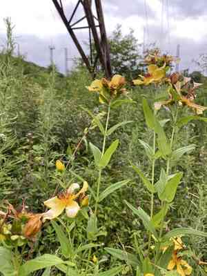 Great St. John's wort(Hypericum ascyron)