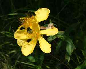 Great St. John's wort(Hypericum ascyron)
