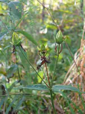Great St. John's wort(Hypericum ascyron)