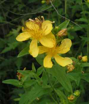 Great St. John's wort(Hypericum ascyron)