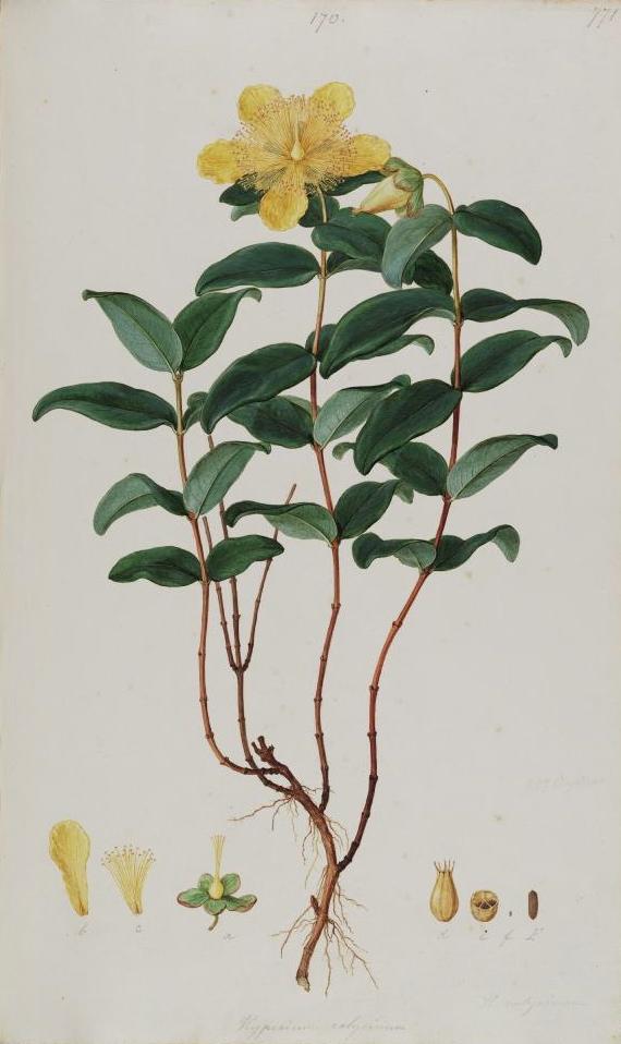 Creeping St. John's wort