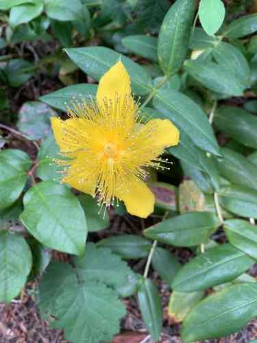 Creeping St. John's wort(Hypericum calycinum)