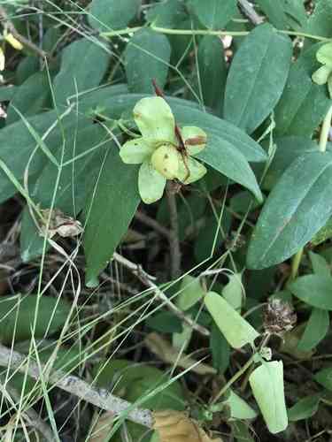 Creeping St. John's wort(Hypericum calycinum)
