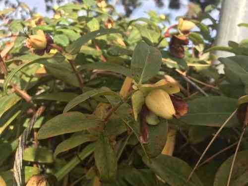 Creeping St. John's wort(Hypericum calycinum)