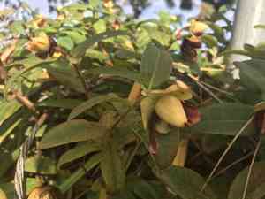 Creeping St. John's wort(Hypericum calycinum)