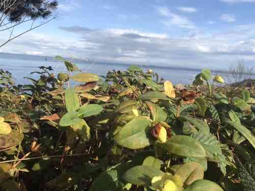 Creeping St. John's wort(Hypericum calycinum)