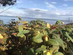 Creeping St. John's wort(Hypericum calycinum)