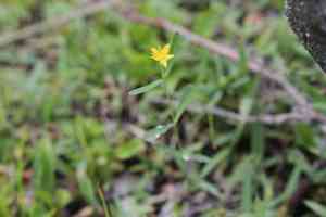 Lesser canadian St. John's wort(Hypericum canadense)