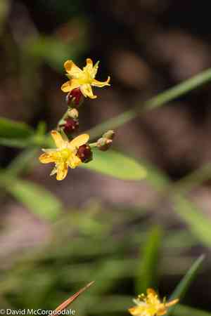 Lesser canadian St. John's wort(Hypericum canadense)