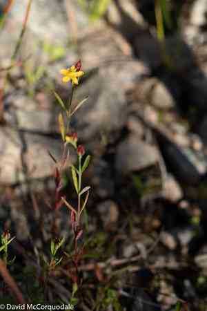 Lesser canadian St. John's wort(Hypericum canadense)