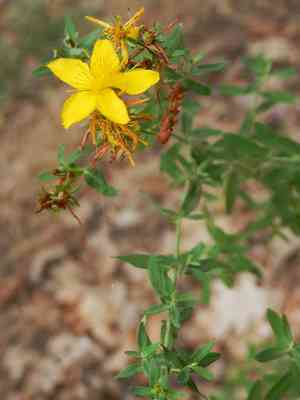 Gold-wire(Hypericum concinnum)