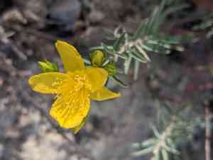 Gold-wire(Hypericum concinnum)