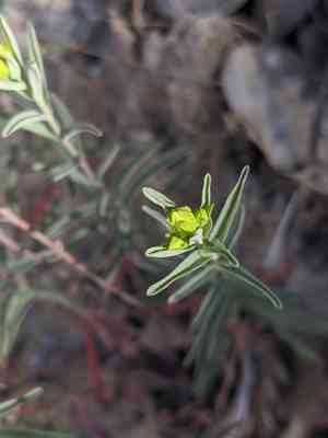 Gold-wire(Hypericum concinnum)