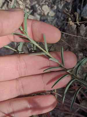 Gold-wire(Hypericum concinnum)
