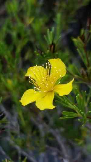 Peelbark St. John's wort(Hypericum fasciculatum)