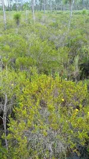Peelbark St. John's wort(Hypericum fasciculatum)