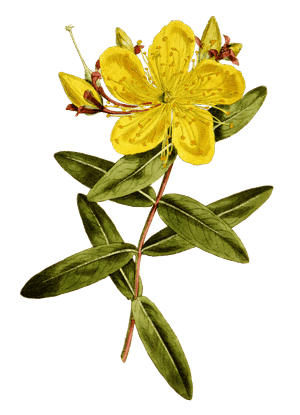 Peelbark St. John's wort(Hypericum fasciculatum)
