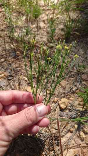 Orangegrass(Hypericum gentianoides)