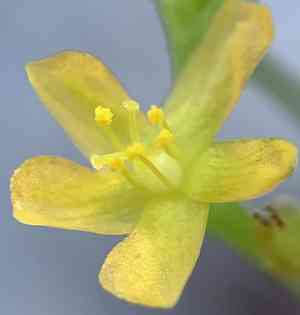 Orangegrass(Hypericum gentianoides)