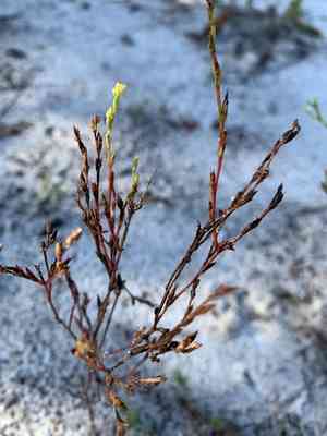 Orangegrass(Hypericum gentianoides)