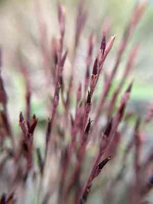 Orangegrass(Hypericum gentianoides)