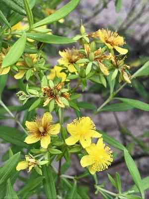 Fivelobe St. John's wort(Hypericum lobocarpum)