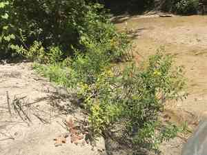 Fivelobe St. John's wort(Hypericum lobocarpum)