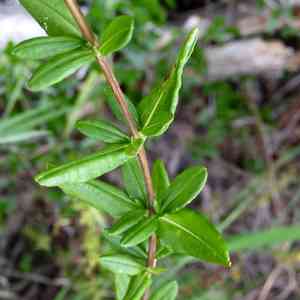 Fivelobe St. John's wort(Hypericum lobocarpum)