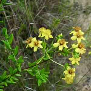 Fivelobe St. John's wort(Hypericum lobocarpum)