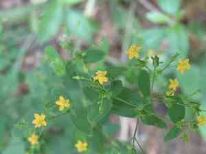 Dwarf St. John's wort(Hypericum mutilum)