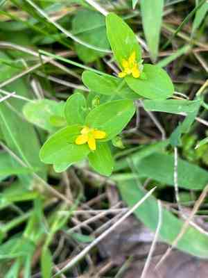 Dwarf St. John's wort(Hypericum mutilum)