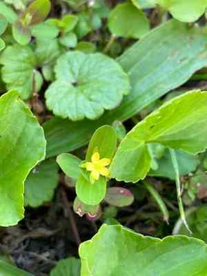 Dwarf St. John's wort(Hypericum mutilum)