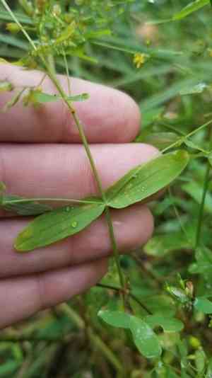 Dwarf St. John's wort(Hypericum mutilum)